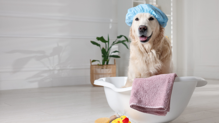 Naturalna pielęgnacja psa – delikatna, skuteczna i naprawdę potrzebna